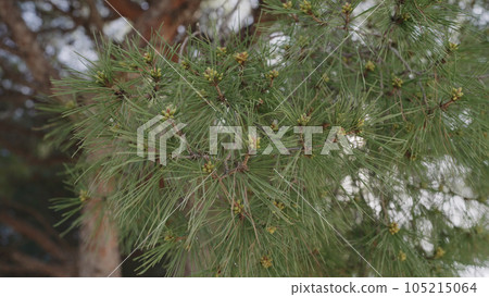 Photo of pine tree cedar blossom in spring 105215064