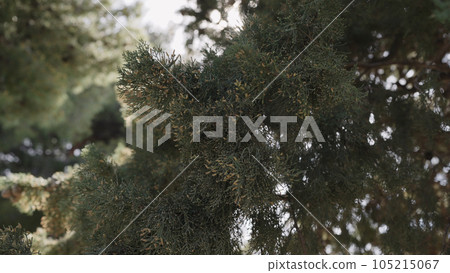 Photo cypress pine tree blossom 105215067