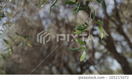 photo of olive leaves on spring day photo of olive leaves on spring day 105215072