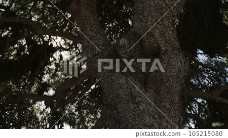 closeup shot of big tree trunk with sun light flare closeup shot of big tree trunk with sun light flare 105215080