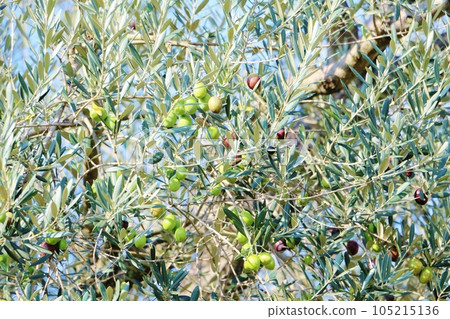Olive fruit 105215136
