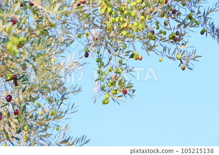 Olive fruit Olive fruit 105215138