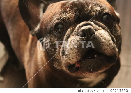 法國鬥牛犬 法國鬥牛犬 105215290