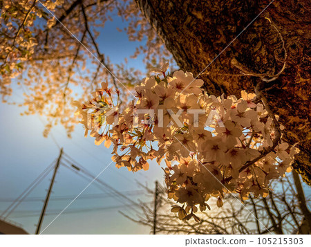 Sunlight and cherry blossoms that have begun to tilt 105215303