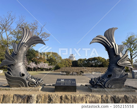 姬路市的鯱鷯 姬路市的鯱鷯 105215558