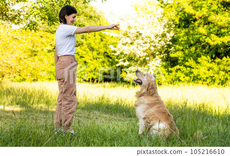 Girl training golden retriever dog outdoors 105216610