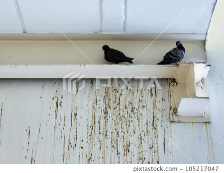 Pigeons on the balcony and bird droppings 105217047