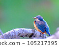 翠鳥/翠鳥 105217395