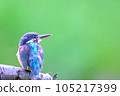 翠鳥/翠鳥 105217399