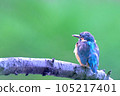 翠鳥/翠鳥 105217401