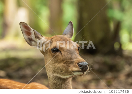 Deer (female) in Nara Park Close-up of the face 105217486