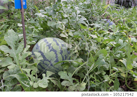 溫室種植的夏季水果:西瓜 溫室種植的夏季水果:西瓜 105217542