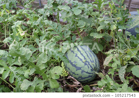 Greenhouse-grown summer fruit: watermelon Greenhouse-grown summer fruit: watermelon 105217543