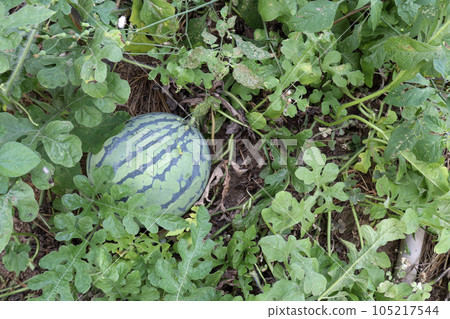 Greenhouse-grown summer fruit: watermelon Greenhouse-grown summer fruit: watermelon 105217544