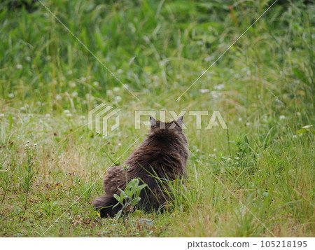 A cat resting with grass A cat resting with grass 105218195
