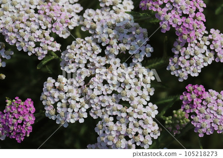 初夏花園裡盛開的粉色和白色歐蓍草花 105218273