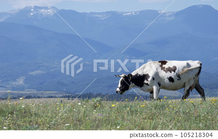 A cow grazes on a green meadow against the backdrop of mountains. A cow grazes on a green meadow against the backdrop of mountains. 105218304