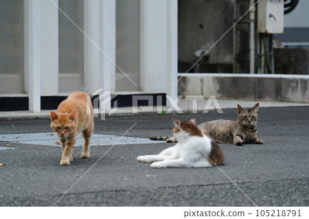 A cat that everyone gets along well and purrs A cat that everyone gets along well and purrs 105218791
