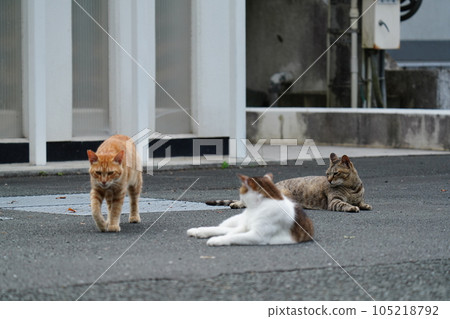A cat that everyone gets along well and purrs A cat that everyone gets along well and purrs 105218792