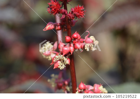 Castor oil plant Carmencita 105219522