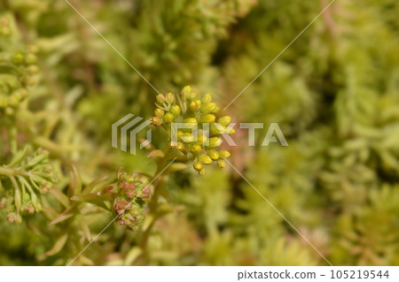 Rock stonecrop Angelina Rock stonecrop Angelina 105219544