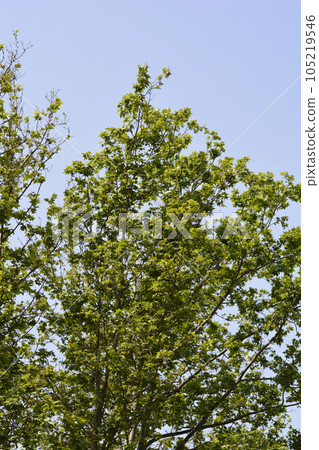 London plane 105219546