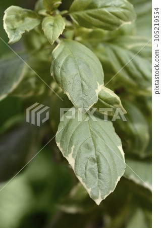 Basil Pesto Perpetuo 105219554