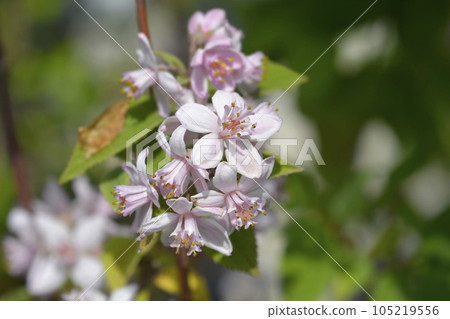 Deutzia Mont Rose Deutzia Mont Rose 105219556