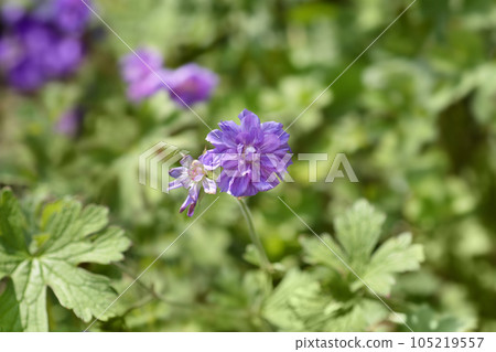 Himalayan Cranesbill Plenum Himalayan Cranesbill Plenum 105219557