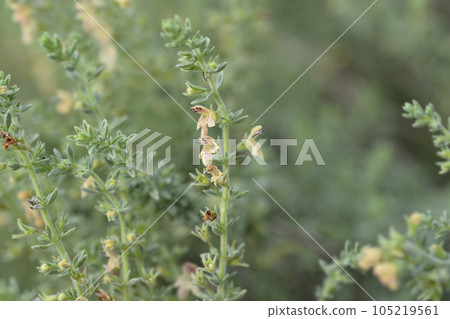 Visianis savory Visianis savory 105219561