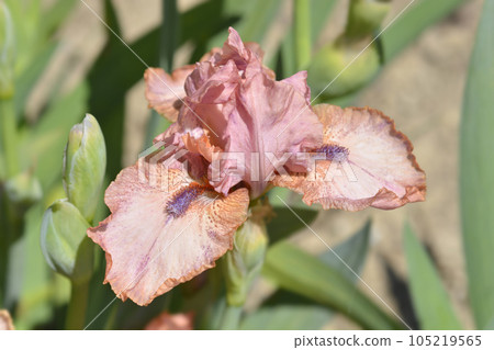 Intermediate bearded iris Lingering Intermediate bearded iris Lingering 105219565