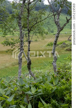 Shiga Takahara Tanohara Mire 105219569