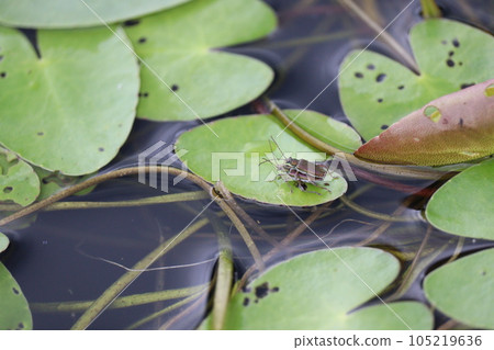 Rice leaf beetles mating on aquatic plants 105219636