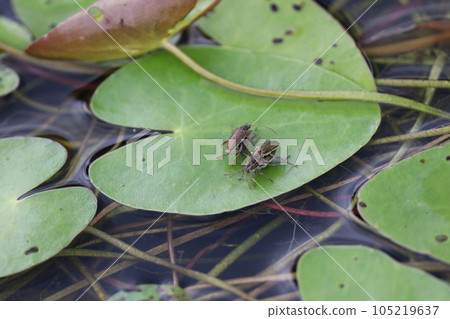 水稻葉甲在水生植物上交配 105219637