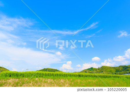 [Osaka Prefecture] August: Ears of rice growing big under the summer sky 105220005
