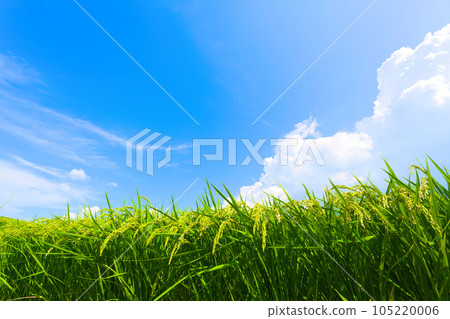 [Osaka Prefecture] August: Ears of rice growing big under the summer sky 105220006