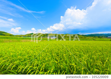 [Osaka Prefecture] August: Ears of rice growing big under the summer sky 105220009