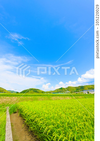 [Osaka Prefecture] August: Ears of rice growing big under the summer sky 105220029