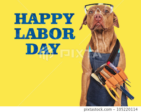 Brown dog, apron, hammer and protective glasses Brown dog, apron, hammer and protective glasses 105220114