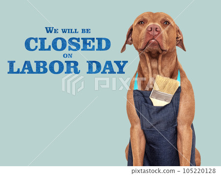 Cute puppy and paint brush. Closeup. Studio shot Cute puppy and paint brush. Closeup. Studio shot 105220128