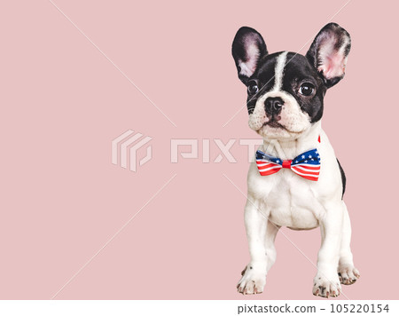 Charming puppy and a bow-tie. Close-up, indoors 105220154