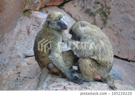 monkey grooming friendly 105220220