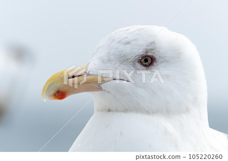 看著一隻母貓 看著一隻母貓 105220260