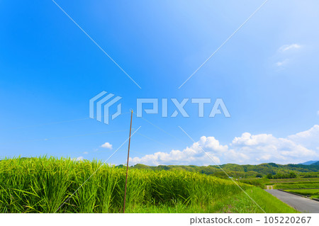 [大阪府]8月：夏日天空下稻穗長大 105220267