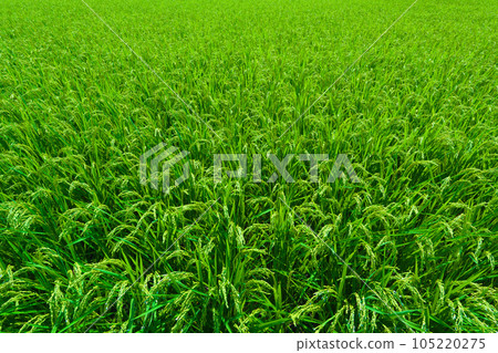 [Osaka Prefecture] August: Ears of rice growing big under the summer sky 105220275