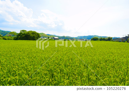 [Osaka Prefecture] August: Ears of rice growing big under the summer sky 105220276