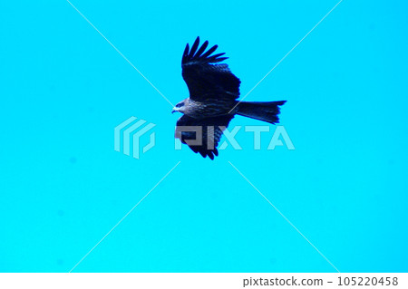 Color Sky Tonbi Animal (Registered July 2023) Color Sky Tonbi Animal (Registered July 2023) 105220458