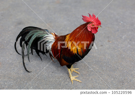 The fighting cock is beautiful hen in garden The fighting cock is beautiful hen in garden 105220596