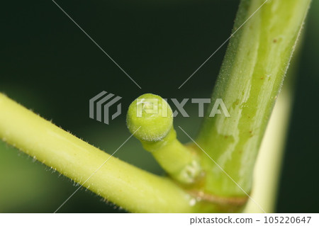 Fig buds grow into fruit late July Fig buds grow into fruit late July 105220647