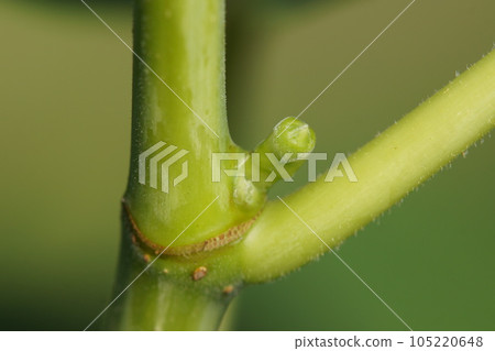 Fig buds grow into fruit late July 105220648